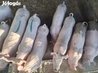 母猪, Pigs — 照片 2