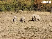 Juh, White Suffolk sheep — 6. fotó