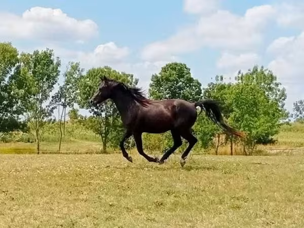 Hing, American paint horse