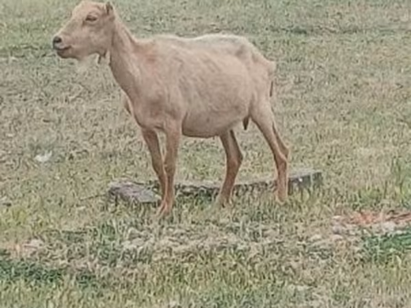 Bak, Alpine goat