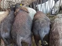 Sheep, Sheep — photo 4