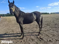 Hengst, Nonius horse — Foto 4