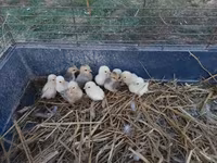 Chickens — photo 4
