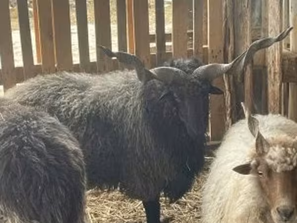 Kos, Racka sheep