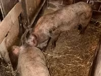 猪（批次，未指定性别）, Pigs — 照片 2
