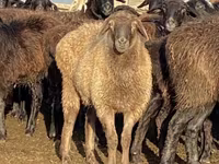 Juh, Edilbay sheep — 4. fotó