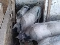 Disznók (tétel, nem megadva), Sertések — 4. fotó