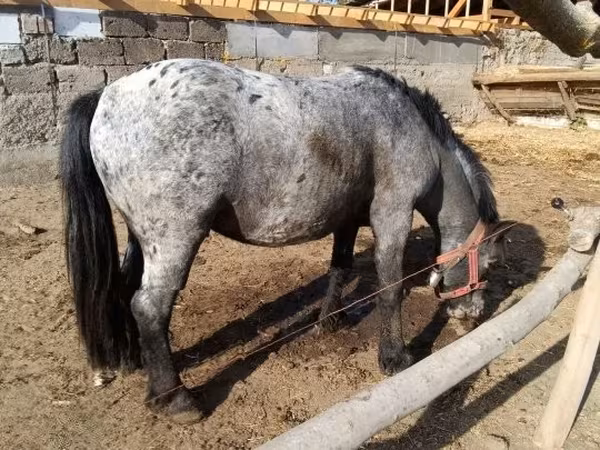 Cheval, Appaloosa