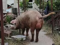 Sow, Pigs — photo 1