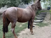 Jument, Chevaux — photo 2