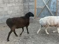 Bélier, Moutons — photo 2