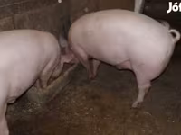 Pigs (batch, sex not specified), Крупная белая — photo 1