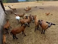 Kos, Cameroon sheep — 1. fotó