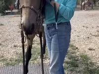 घोड़ा, Missouri foxtrotter — फ़ोटो 7