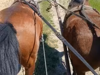 Yegua, Caballos — foto 5