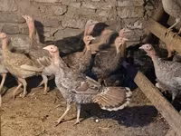 Turkeys — foto 3