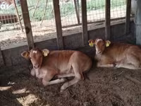 بقرة, Simmental cattle — الصورة 3
