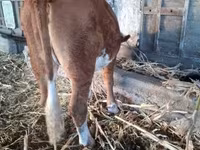 بقرة, Simmental cattle — الصورة 1