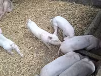 Sow, Pigs — photo 4