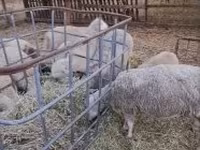 Carnero, Cerry Hill sheep — foto 3