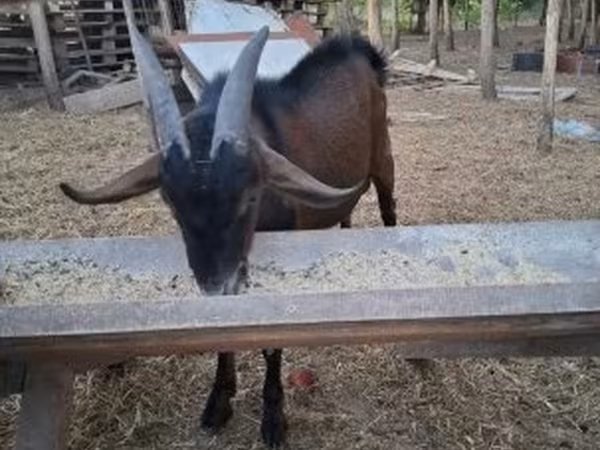 Bak, Nubian Goat