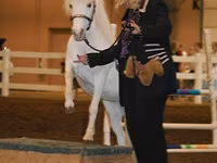 Stute, Miniature horse — Foto 6