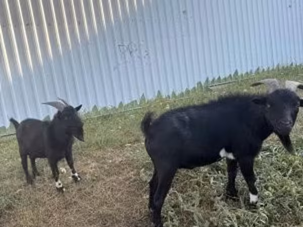 Bak, Nigerian dwarf goats