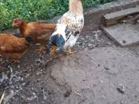 Chickens — 7. fotó