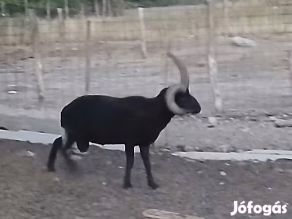 Kos, Shetland sheep