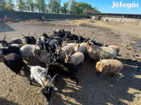 كبش, Racka sheep — الصورة 3