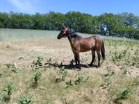 Mare, Horses — photo 3
