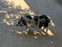 母猪, Pigs — 照片 1