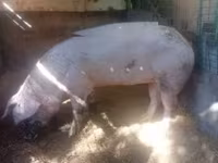 मादा सूअर, सूअर — फ़ोटो 4