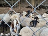 نعجة, Tsigai sheep — الصورة 3