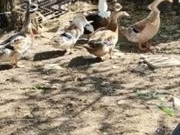 Ducks — Ungarn