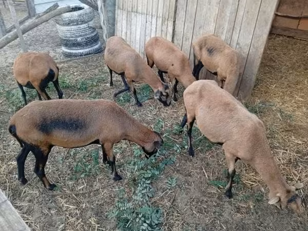 Oveja, Cameroon sheep