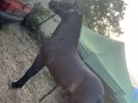 Cavalo, Cavalos — foto 1