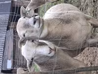 Kos, Katum sheep — 5. fotó