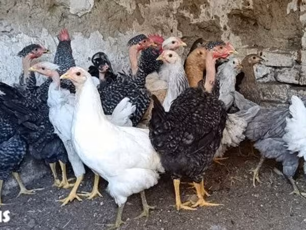 Chickens — Hungary
