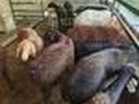 Ram, Sheep — photo 1