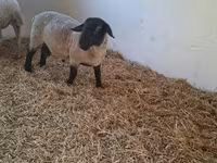 كبش, White Suffolk sheep — الصورة 3