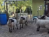 Kos, Shroshire sheep — 5. fotó
