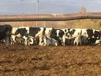 Tehén, Holstein fajta — 4. fotó