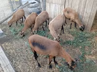 Sheep, Cameroon sheep — photo 3