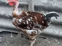 Chickens — zdjęcie 1