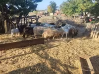 Sheep (batch, sex not specified), Dorper sheep — photo 4