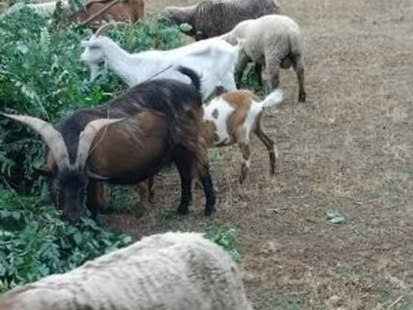 山羊（批次，未指定性别）, Goats