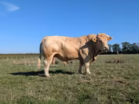 Bulle, Charolais cattle — Foto 3