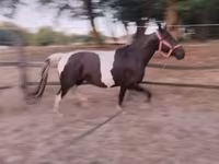 母马, Appaloosa — 照片 8