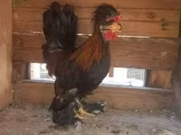 Chickens — फ़ोटो 4